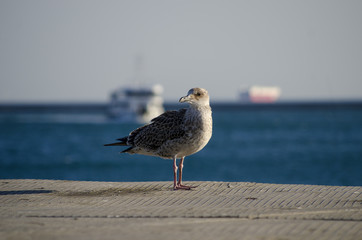 Seagull Standing in the Sunlight