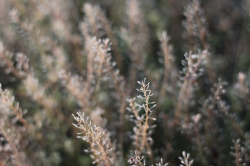 field of grass in the morning dew