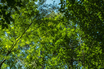 Fototapeta na wymiar view from below on green foliage in the summer forest of Russia