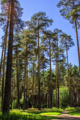 high pines in the summer forest of Russia