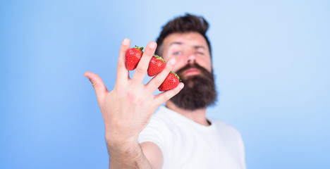 Man beard hipster strawberries fingers blue background. Despite sweet taste berries contain zero sugar. Nutritional benefits strawberry. Five steps to be healthy. Strawberry vitamin C antioxidants