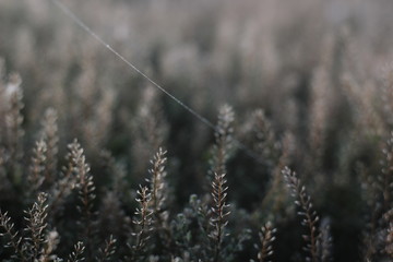 field of grass in the web and the morning dew
