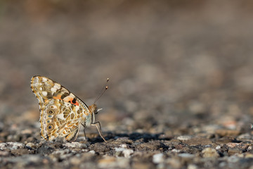 Distelfalter auf Asphalt