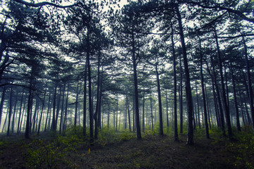 misty morning in the forest 