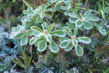 Rhododendron, hoarfrost, Ice Crystal (Rhododendron hirsutum)