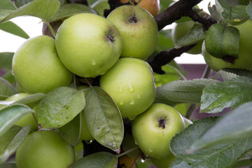 Fresh apple on a branch with drops of water after a rain