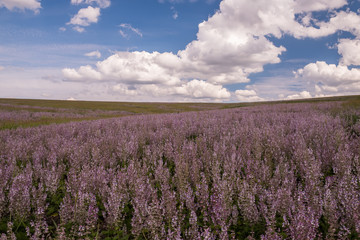 Fields with pink sage flowers and a beautiful sky.
