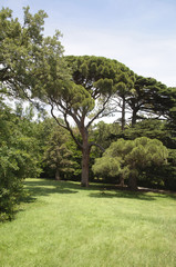 Fototapeta na wymiar Italian stone pine (Pinus pinea)