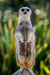 MeerJat