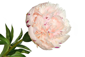Beautiful gentle white-pink peony close up on a white background isolated
