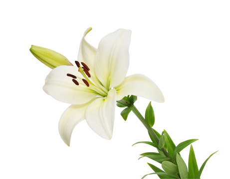 Fototapeta lily flower