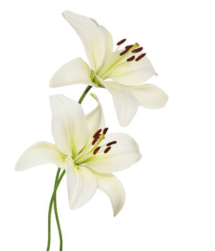 Fototapeta lily flower