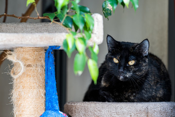Black fur cat with orange yellow eyes staring looking lying down in home interior windowsill by green plant, stand tower, comfortable indoors, condo tree scratching post