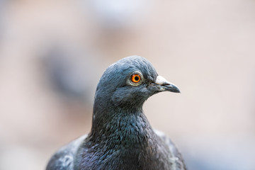 Macro closeup of pigeon bird head face, orange yellow brown eye portrait with bokeh background in London, UK, England park, day
