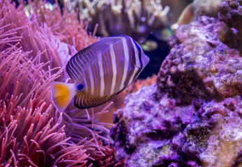 lago Malawi Cichlid.