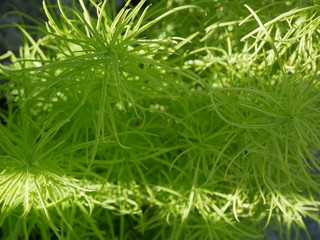 Polonne / Ukraine - July 17 2018: Green fence (bush)