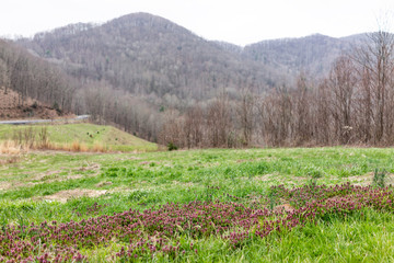Smoky Mountains near Asheville, North Carolina at Tennessee border at winter, spring, clouds, cloudy overcast sky, purple flowers closeup, green grass, highway road