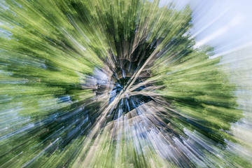 abstract zooming effect of plants 