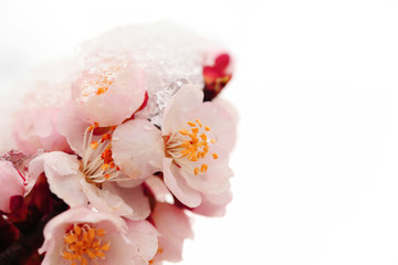 Fototapeta na wymiar Apricot blossom in spring, white background.