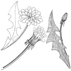 Wildflower dandelion in a vector style isolated. Full name of the plant: dandelion. Vector flower for background, texture, wrapper pattern, frame or border.