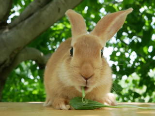 Obraz premium Polonne / Ukraine - July 19 2018: Rabbit on the table