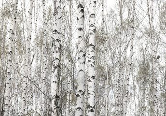 Several birches with white birch bark in birch grove among other birches