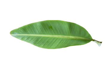 Obraz premium green banana leaf , green tropical foliage texture isolated on white background of file with Clipping Path . 
