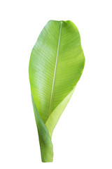 green banana leaf , green tropical foliage texture isolated on white background of file with Clipping Path .
