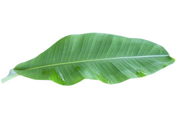 green banana leaf , green tropical foliage texture isolated on white background of file with Clipping Path .
