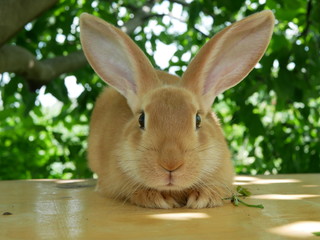 Polonne / Ukraine - July 19 2018: Rabbit on the table