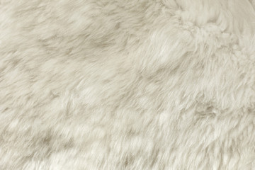 White shaggy natural sheep fur texture for background 