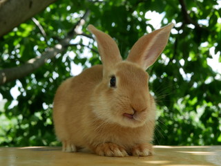 Obraz premium Polonne / Ukraine - July 19 2018: Rabbit on the table