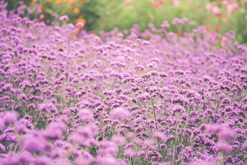 Obraz premium Verbena Bonariensis is a perennial plant that flowers in late summer