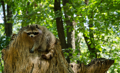 raccoon on the tree