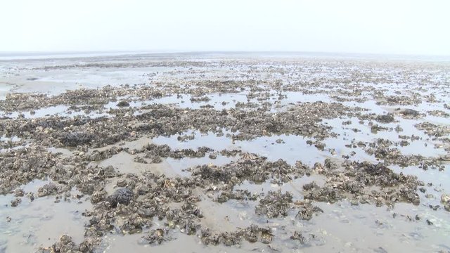 Pazifische Auster im Weltkulturerbe Wattenmeer