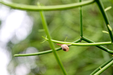 Closeup image of a snail on the tree branch with blur background