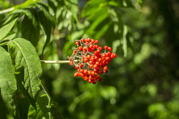 red berries of wild elderberry close against a background of green foliage in the forest