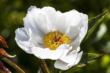 Peony 'White Wings' a springtime summer white flower plant