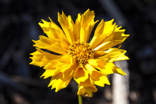 Fototapeta Coreopsis 'Jethro Tull'  a springtime summer autumn yellow herbaceous flower plant commonly known as tickseed