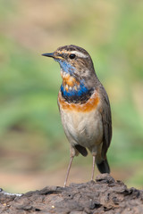 Male Bluethroats from Alaska, Bluethroat is one of the handful of birds that breed in North America and winter in Asia.