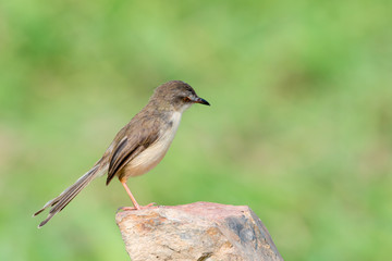 Plain Prinia or White-browed Prinia with blur green background