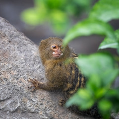Pygmy marmoset peeps from behind foliage