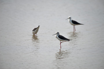 Fototapeta na wymiar Black-winged stilt have long pink legs, a long thin black bill and are blackish above and white below, with a white head and neck with a varying amount of black.