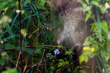 Jeune sanglier - Sus scrofa