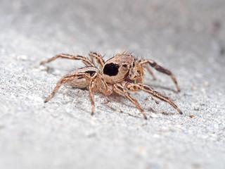 Macro Photo of Jumping Spider Isolated on White Floor