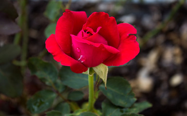 Detail of isolated red rose with dew droplets