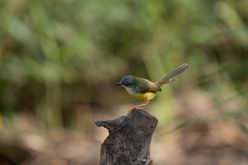 Yellow-bellied Prinia with blur green grass field background