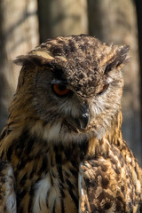 Grand-duc d'Europe - Bubo bubo - Eurasian Eagle-Owl