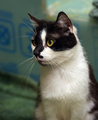 black and white short-haired cat