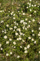 large field of white anemone flowers in spring